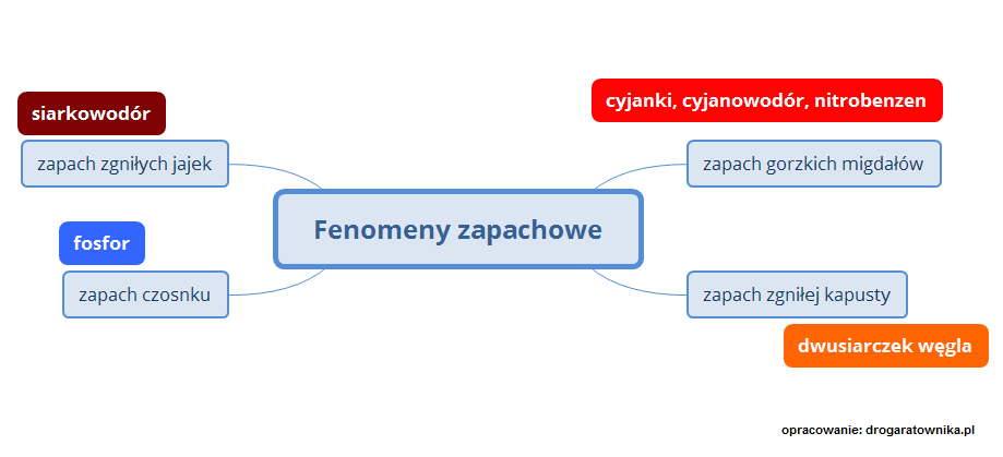 Fenomeny zapachowe - infografika główna
