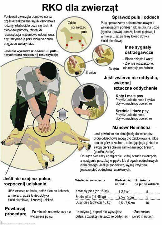 RKO psa - infografika główna